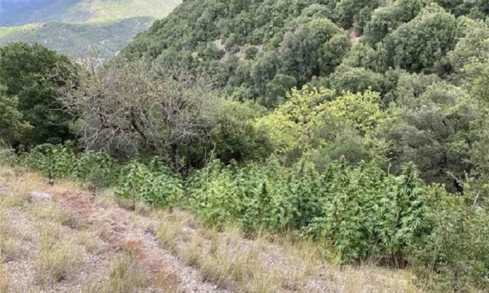 Καλάβρυτα: Εντοπίστηκε φυτεία με 710 δενδρύλλια κάνναβης